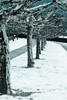 Trees in the cold