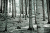 Dark forest