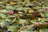 Water lilies