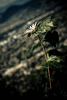 Old World Swallowtail (Machaon)