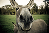 Donkey Close-Up