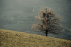 The Tree