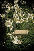 The Swing and the Cherry Tree