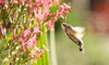 Hummingbird Hawk-moth