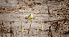 Blue Tit