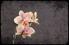 Textured Orchid